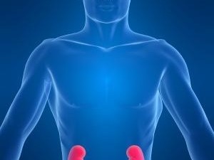 kidney health