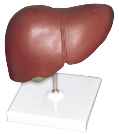 liver