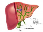 bile-acids