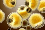 brown-fat-cells