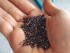Chia seeds may help lower heart health risks